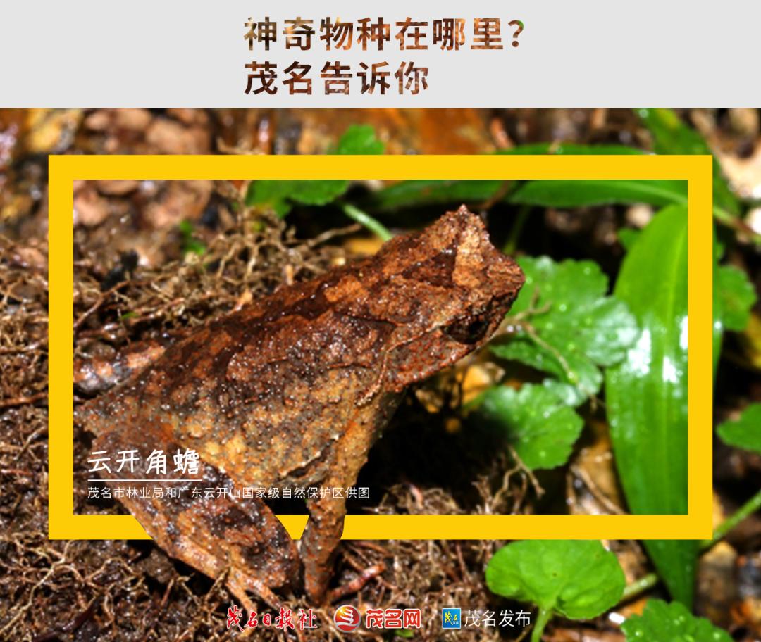 浙江神奇物种,茂名发现新物种