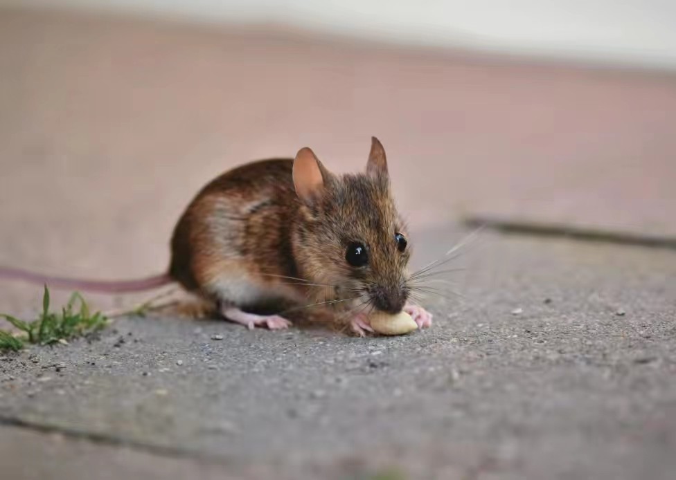 为什么农村的老鼠会消失,农村看不到老鼠了怎么回事