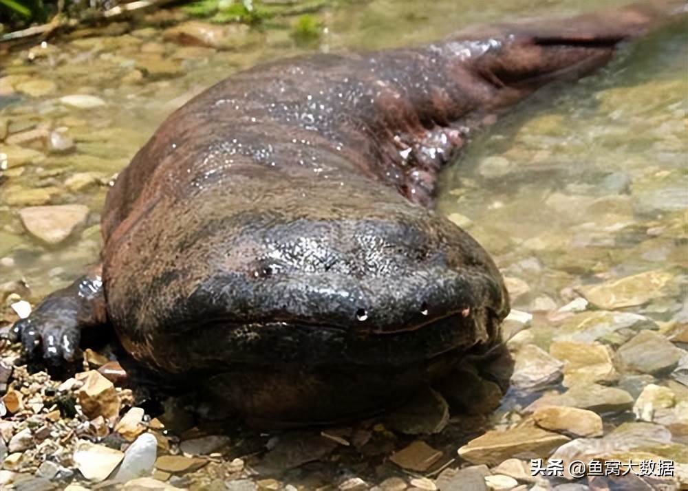 钓鱼钓到了娃娃鱼怎么办,野钓碰见黄色的娃娃鱼