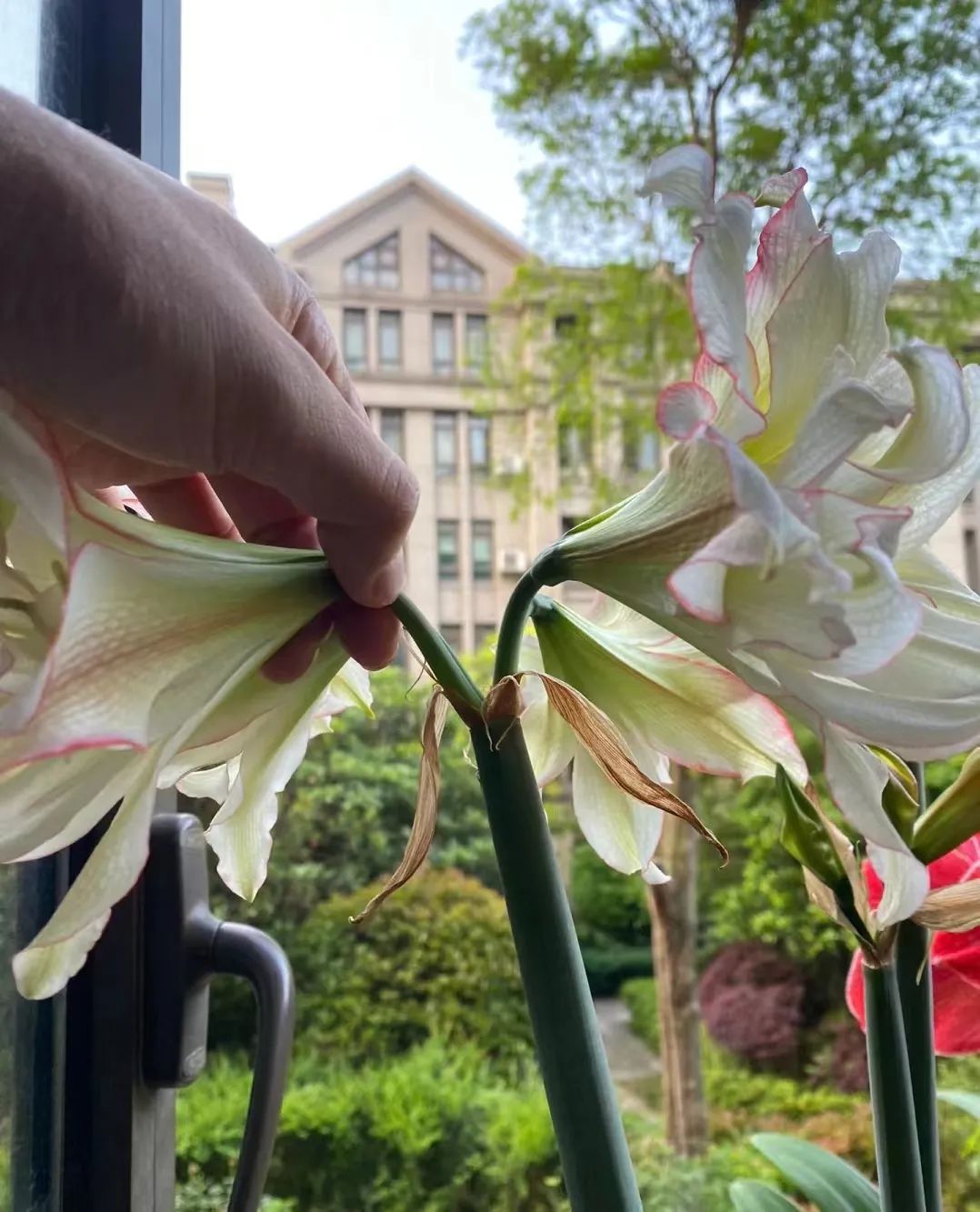 朱顶红花后如何修剪,朱顶红花换盆怎么管理