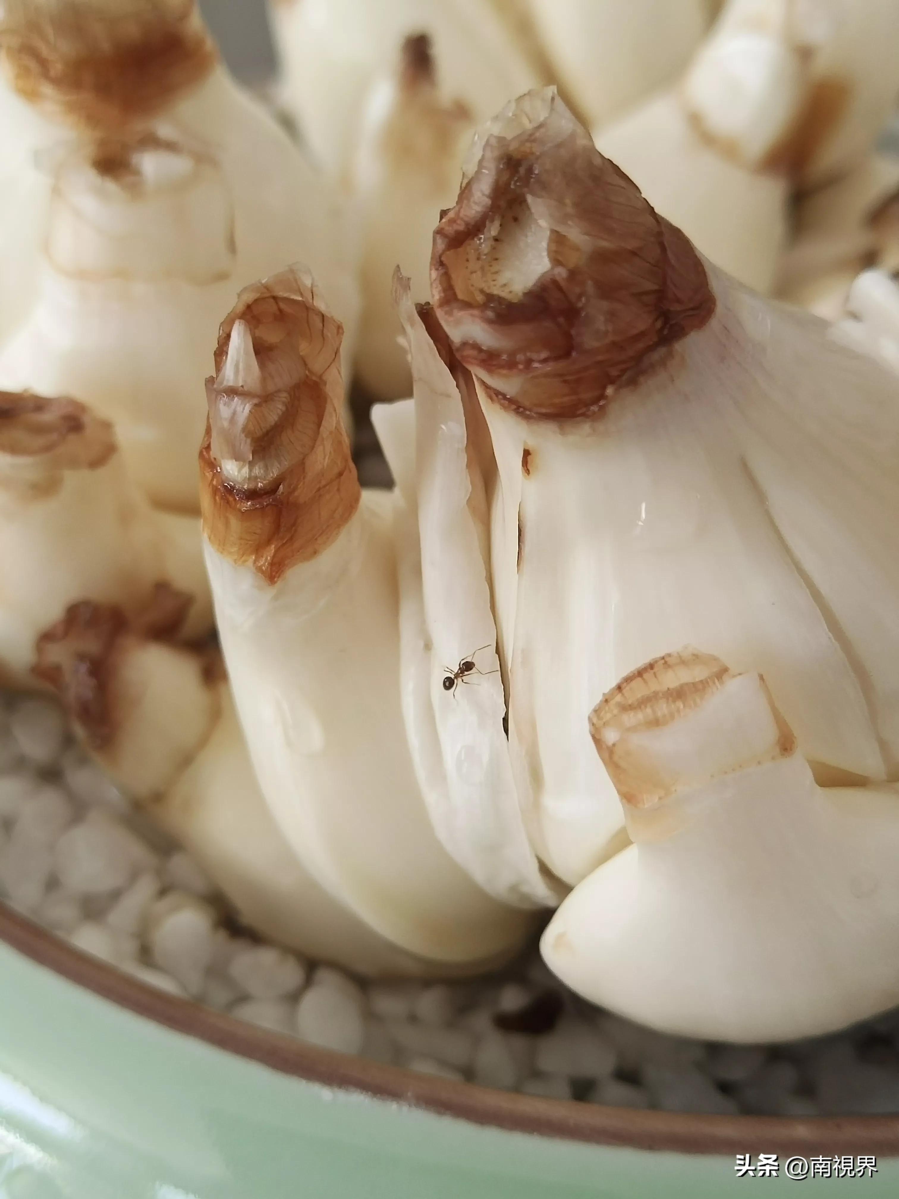 水仙随笔怎么写,水仙随笔绝美