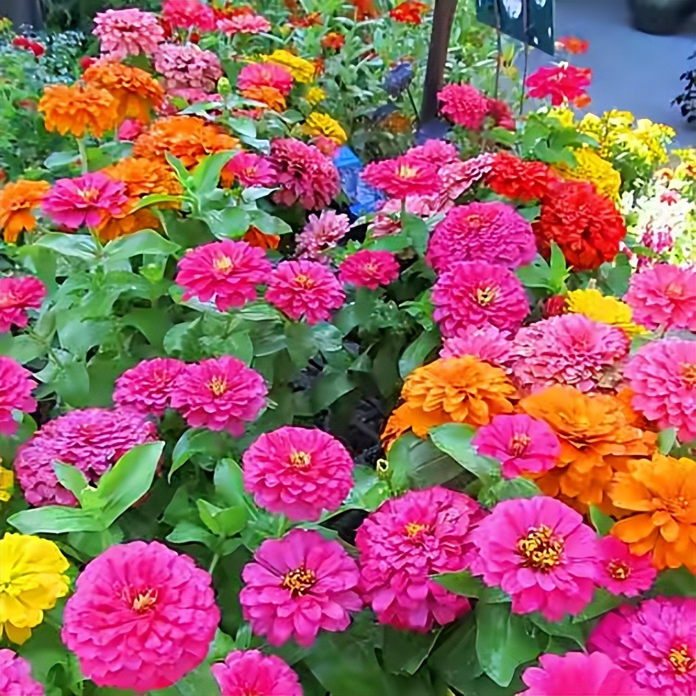 专为懒人养的5种花开花不断,4种不用花钱买的盆栽