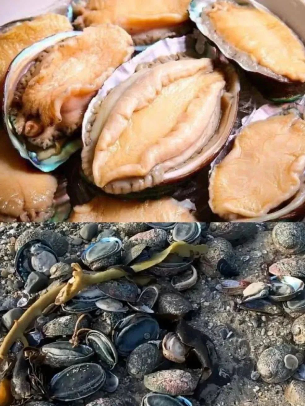 23岁Nyree在新西兰：异国兼职遇暖意，实现水果海鲜自由