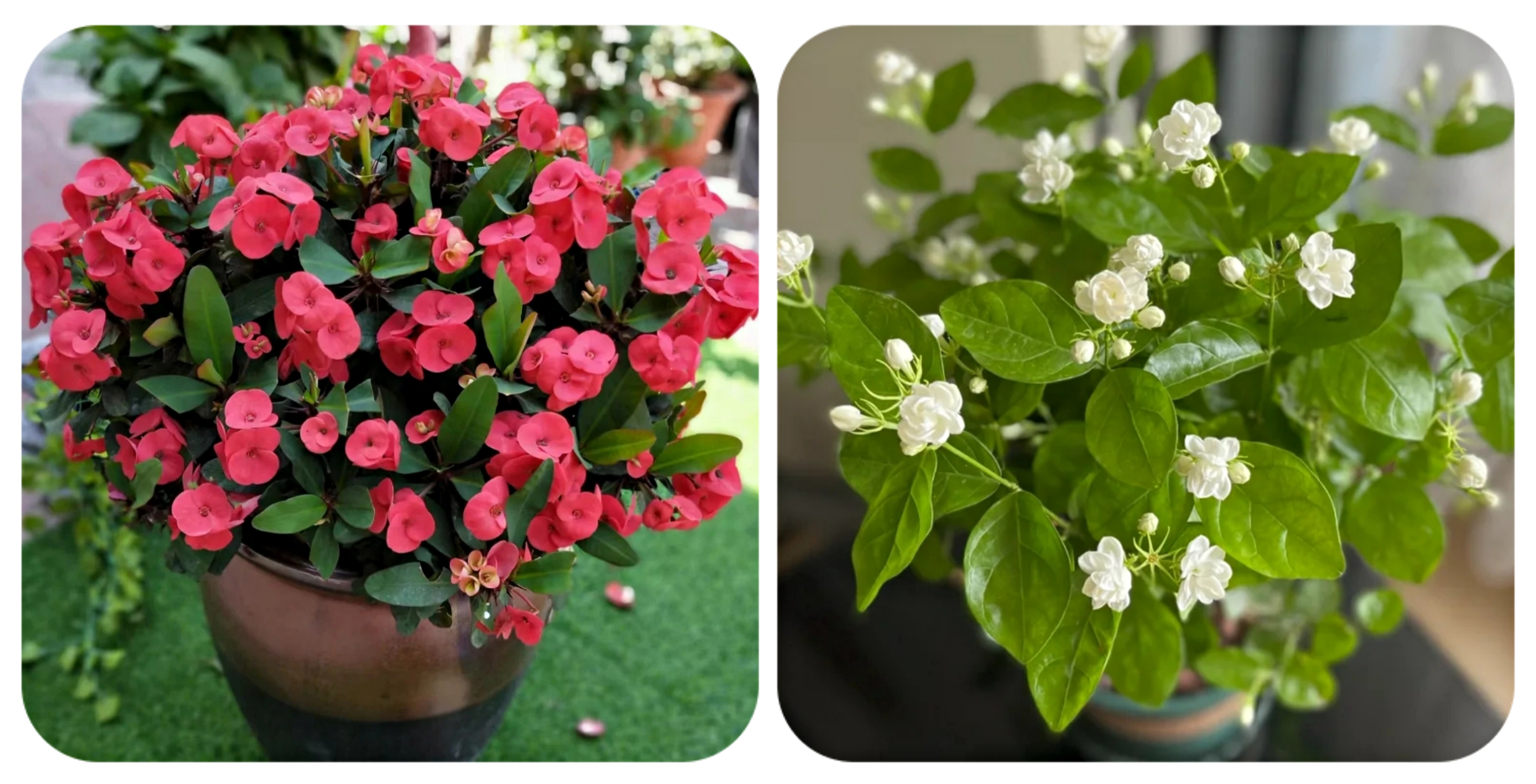 100个阳台养什么花好,100种阳台养的花草