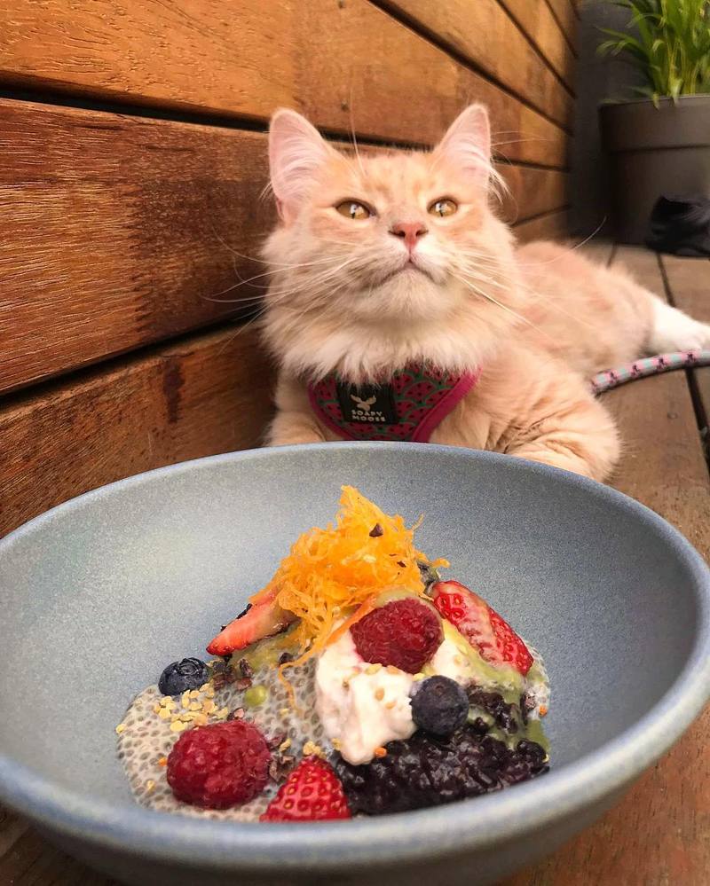 请问猫咪挑食吃什么猫粮最好,猫咪挑食不吃猫粮怎么纠正