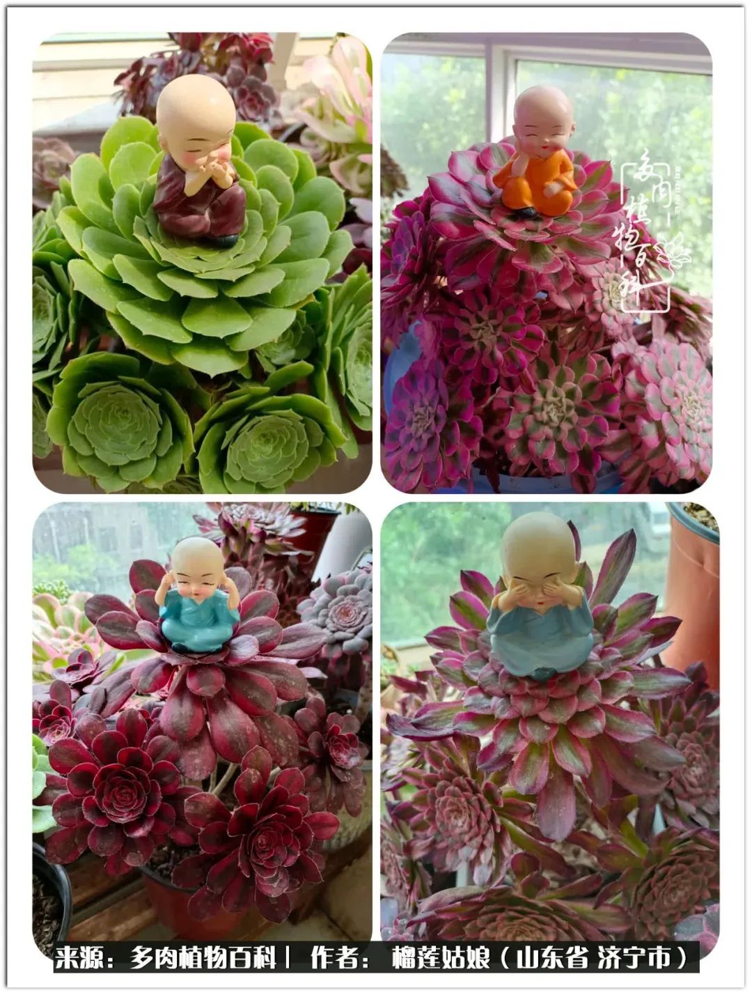 繁花似锦觅安宁淡如流水度一生,繁花似锦觅安宁淡云流水度人生