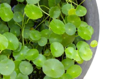 一招告诉你怎么消灭蟑螂最彻底,蟑螂不喜欢闻什么味道来消灭蟑螂