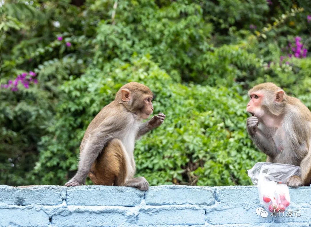 海南南湾猴岛天气预报,海南南湾猴岛
