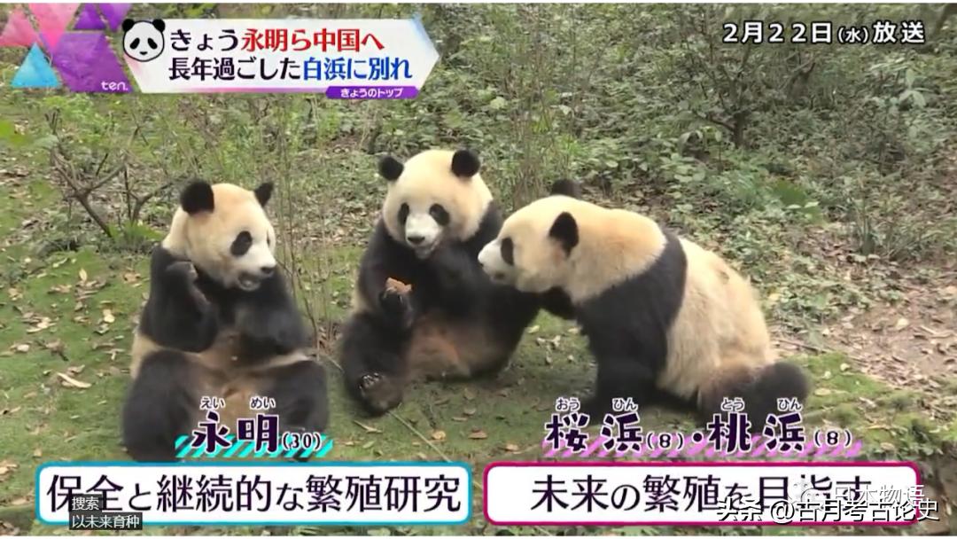 旅日大熊猫回国日本人反应,四只旅日大熊猫陆续归国