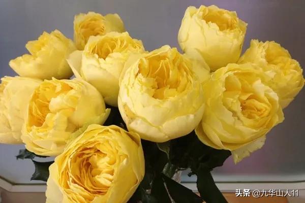 大花浓香勤花的月季品种,大花月季品种介绍大全图片及价格