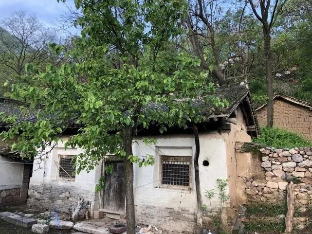 老人言屋前不栽树,树不能随便砍风水