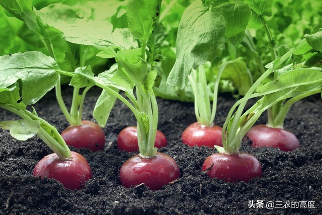 怎样种植的樱桃萝卜又脆又甜,北方露地樱桃萝卜种植时间和方法