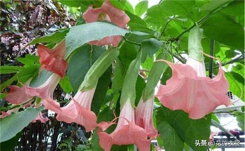 曼陀罗的果实是哪样的,曼陀罗的果子像什么样