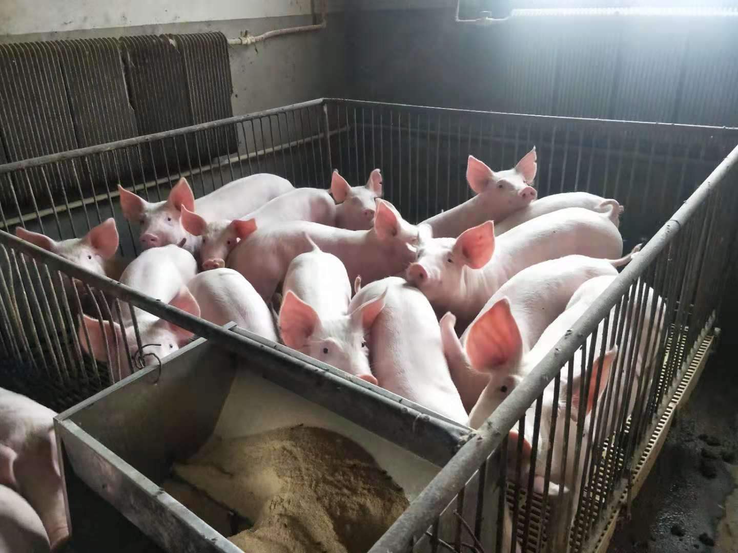 刚买回来的小猪怎样管理?小猪刚买回家应该注意些什么?