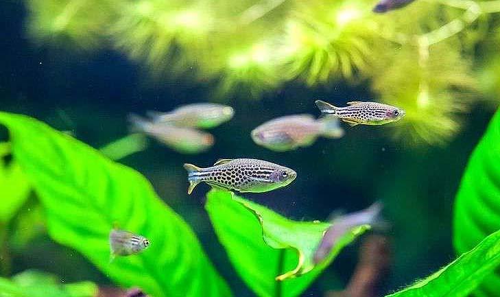 斑马鱼如何养注意哪些,斑马鱼如何养新手入门必知