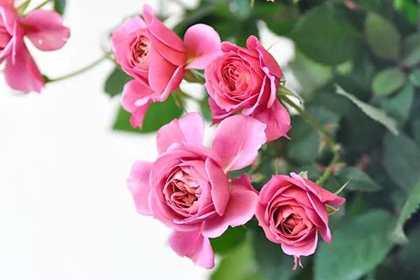 日本月季耐阴品种,日本葵月季适合两广吗