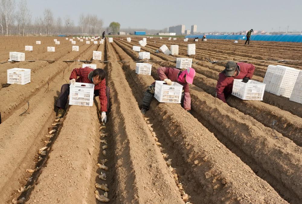 河北唐山冀东生姜之乡播种忙,唐山生姜大量供应