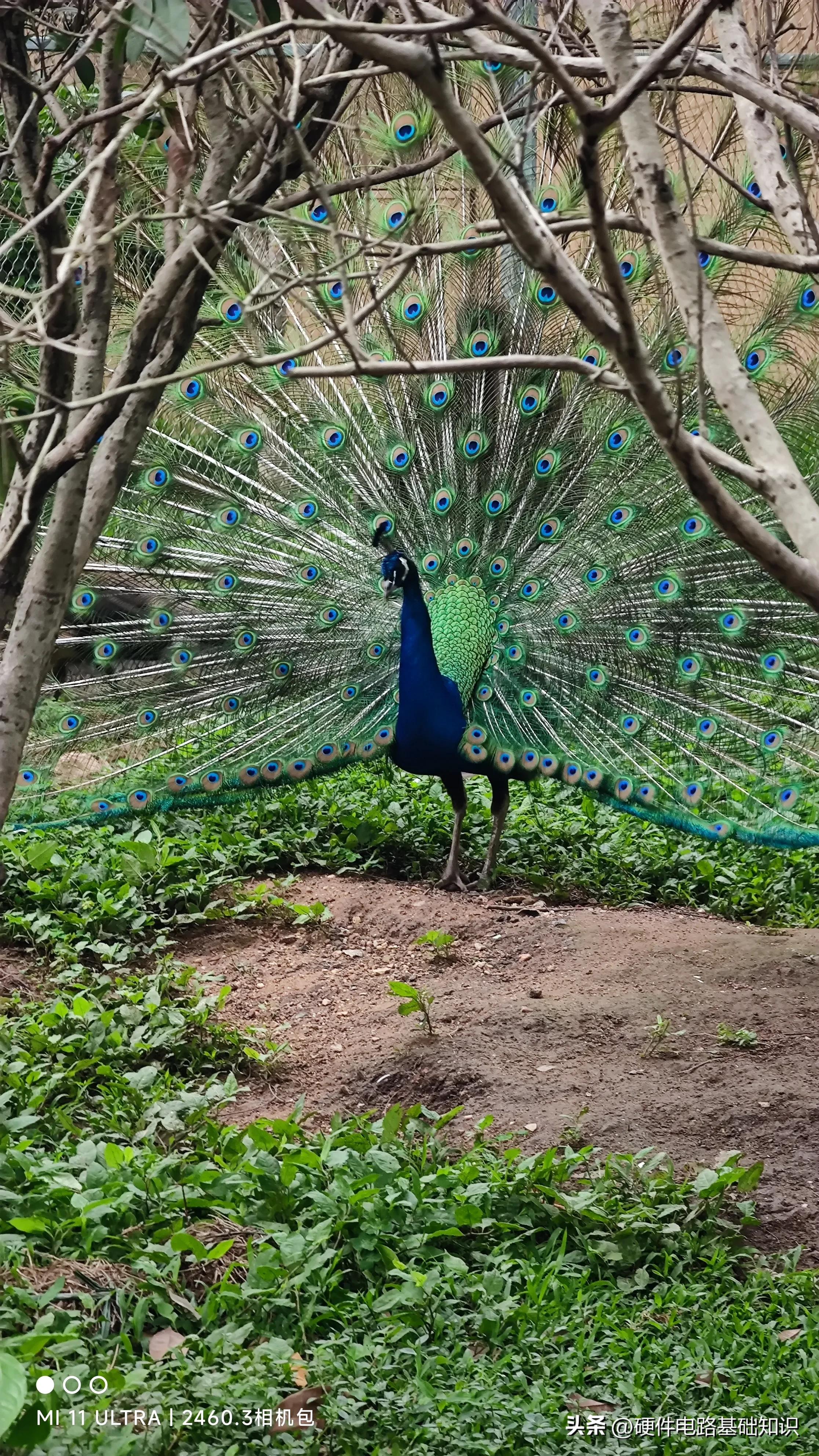 五一广州动物园人挤人的一天,广州动物园有序开放