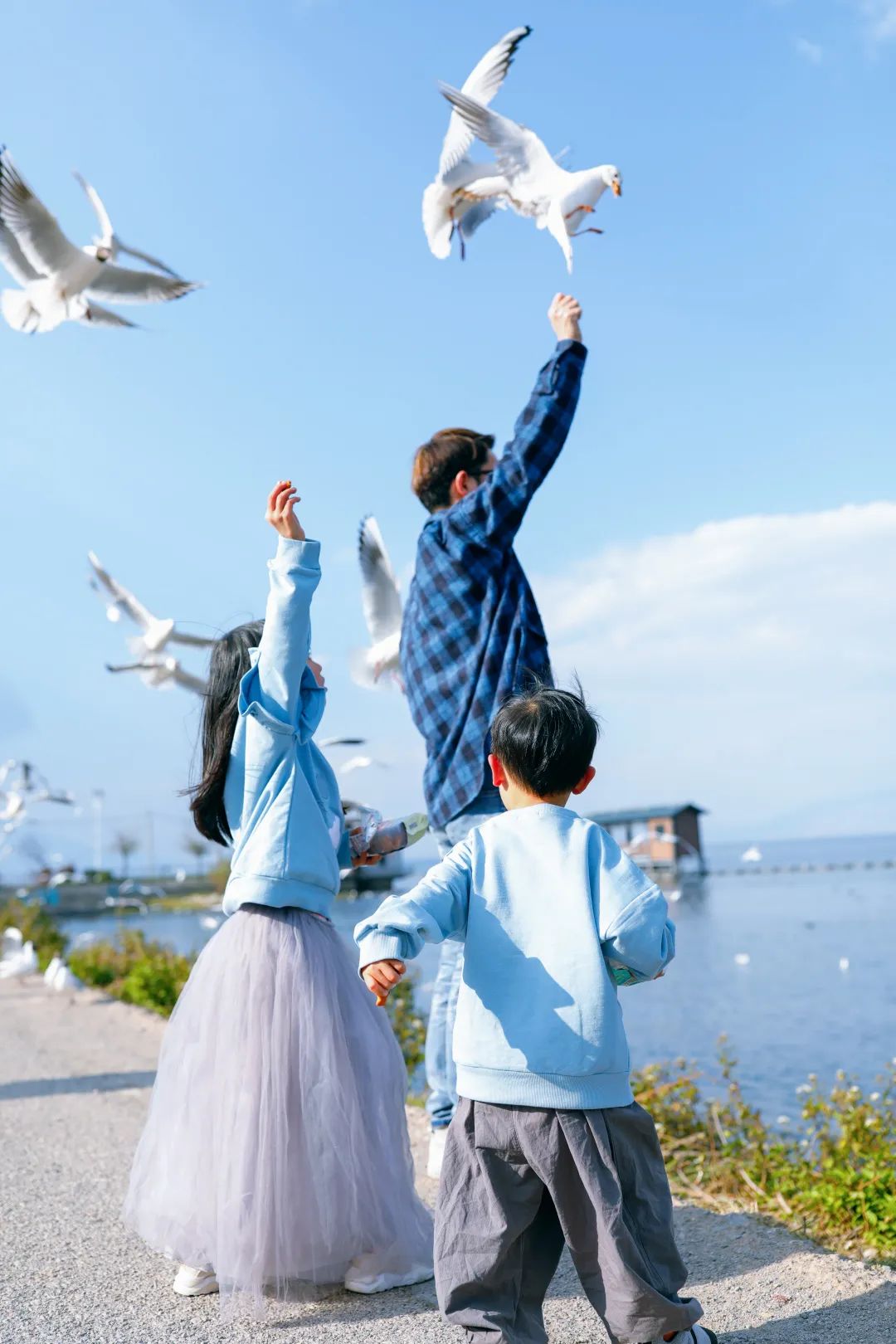 冬季洱海看海鸥最佳地方,这个冬天洱海该有多浪漫