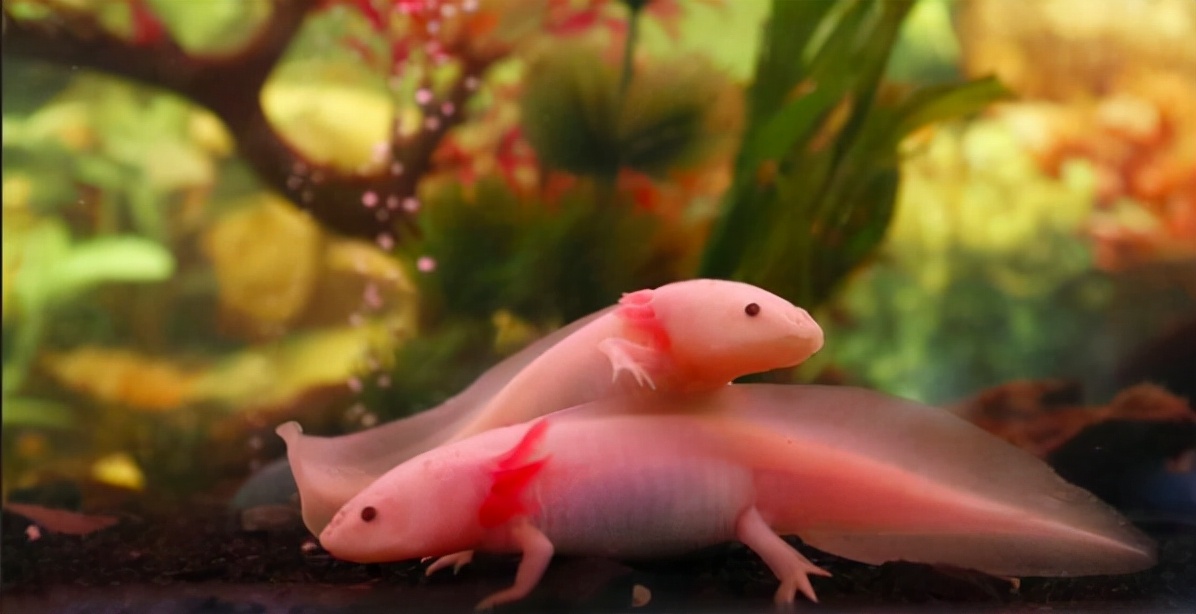 十年不吃不动还能存活的动物,可能还幸存的十大动物