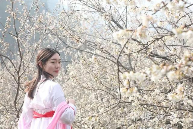 无叶开花的植物有哪些,有花无叶的植物