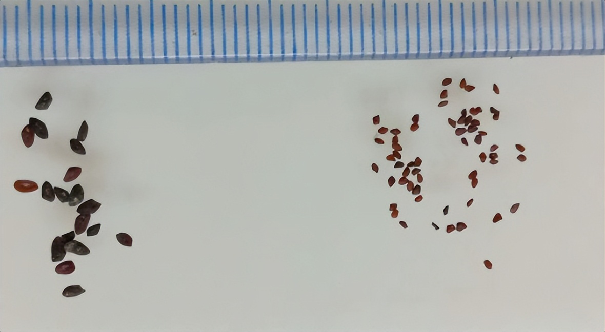 带你认识识别各种车,识别车前子