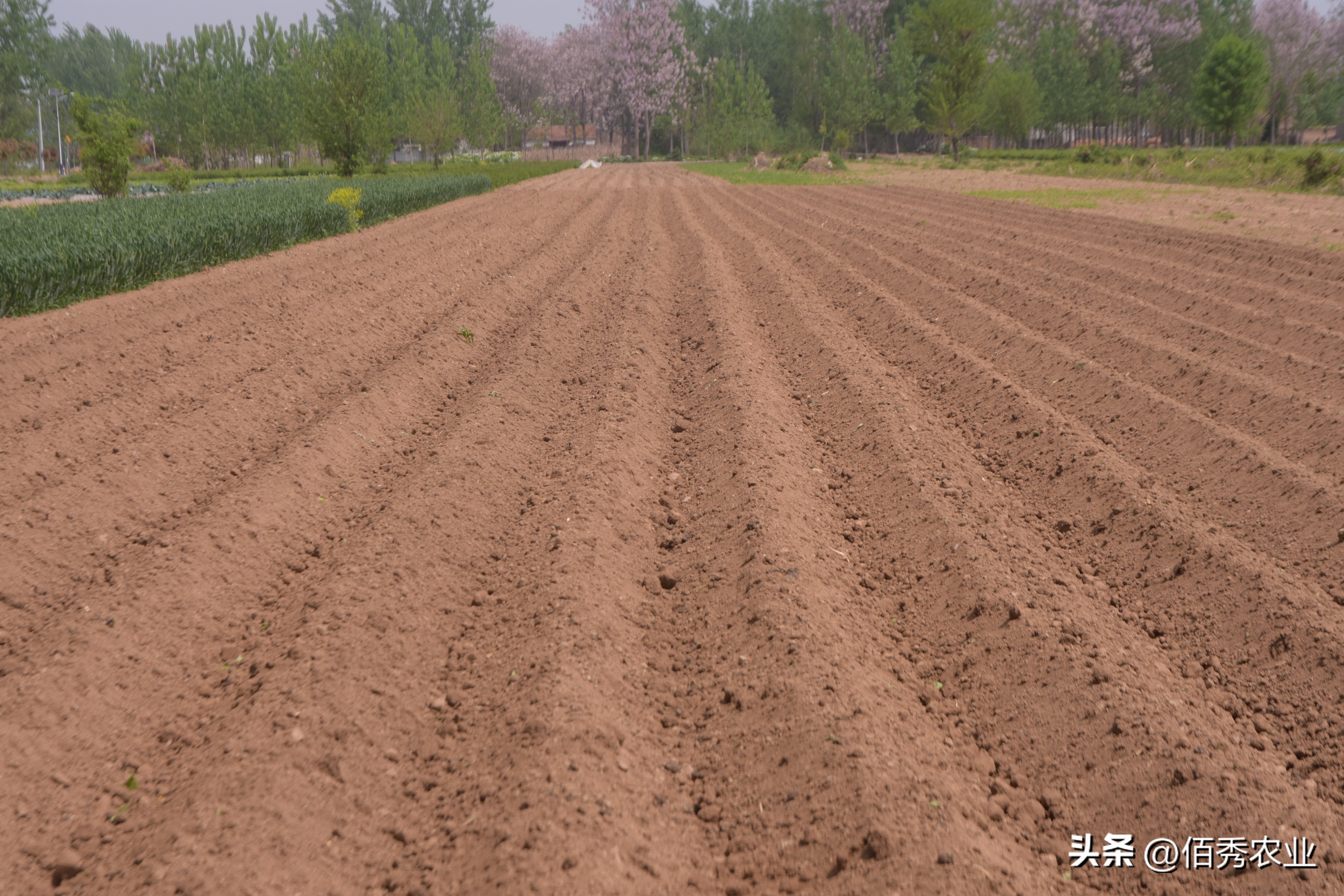 封闭除草剂丙草胺,对农作物有抑制的农药