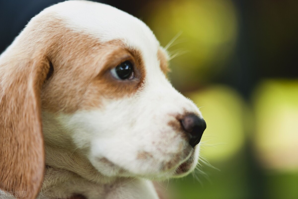 狗狗不吃狗粮怎么办才能让它吃,狗狗不吃狗粮怎么办吃什么狗粮好