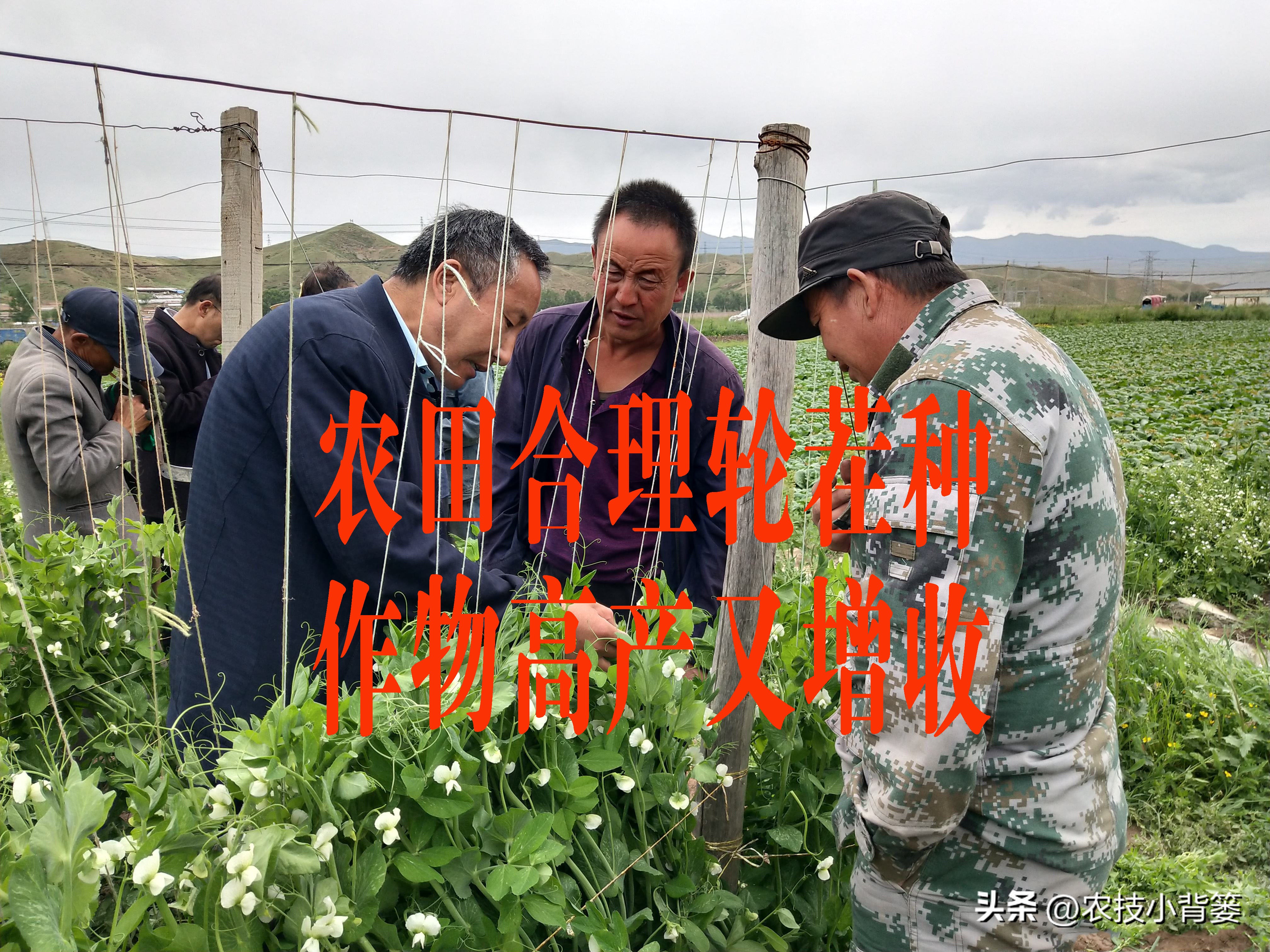 大田作物换茬有什么好处,什么叫轮茬种植