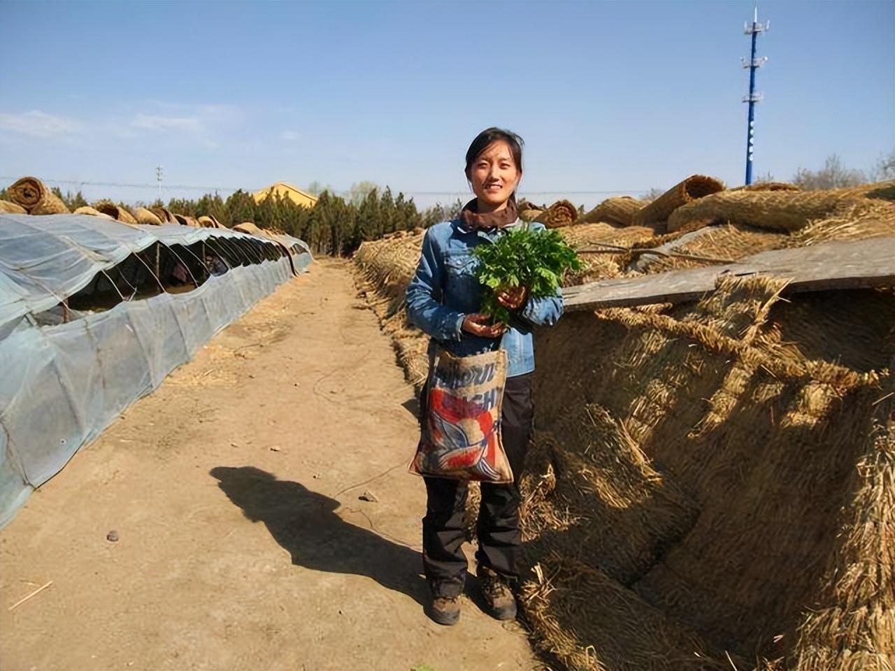 农村女博士靠种地年收入800万,清华女博士种地十一年收入八百万