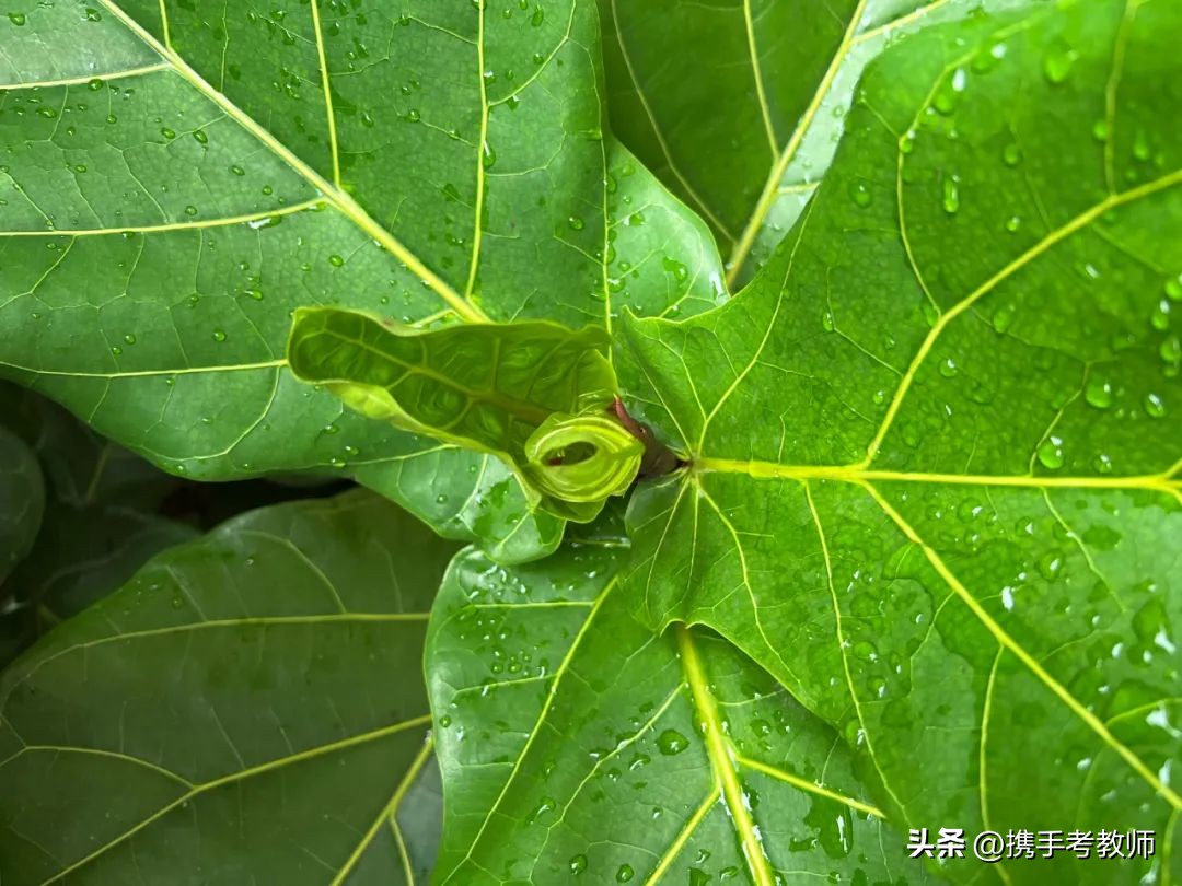 「生物专栏」大琴叶榕