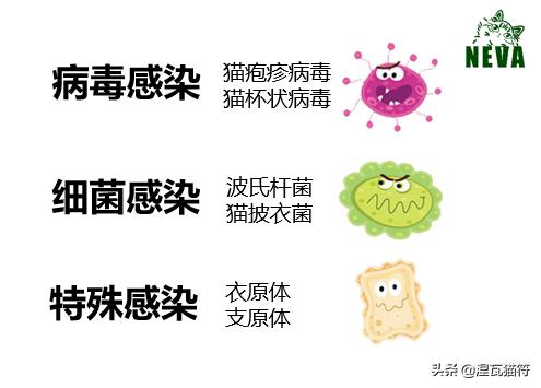 猫疱疹病毒和猫杯状病毒pcr的区别,猫咪疱疹病毒猫鼻支症状