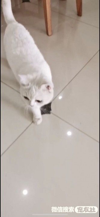 附近宠物店免费领养狗狗,附近宠物店领养狗狗同城