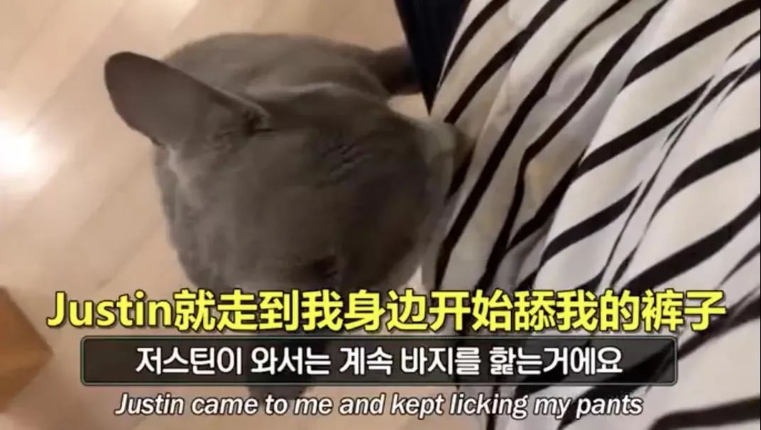 怎么给猫用中医把脉,中医给猫咪吃中药