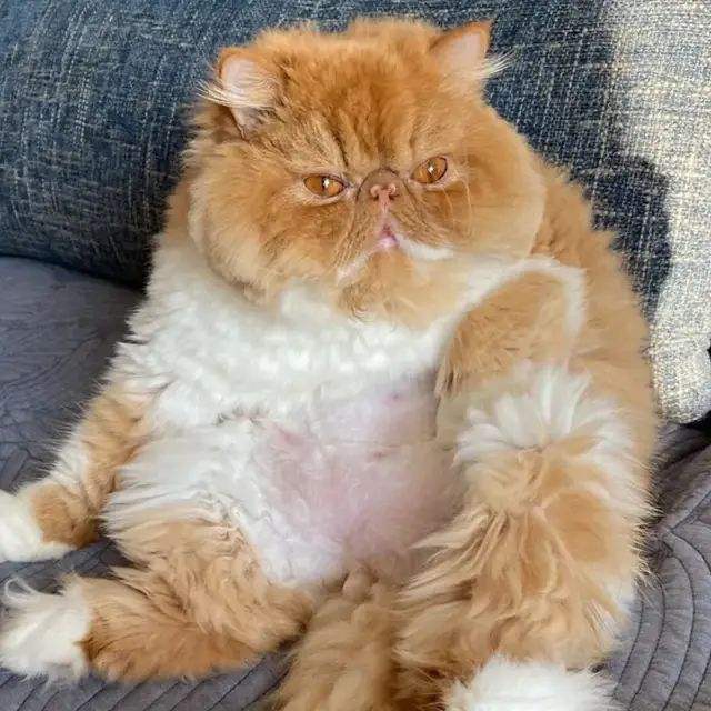 加菲猫屁屁总是带便便,加菲猫的便便什么样