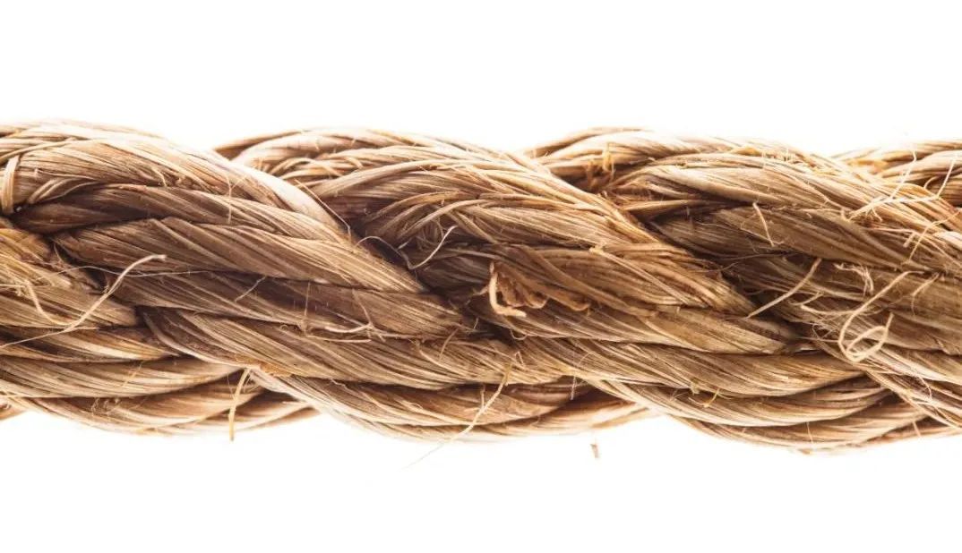 苎麻在哪本医书里被称为中国草,苎麻草如何寻找