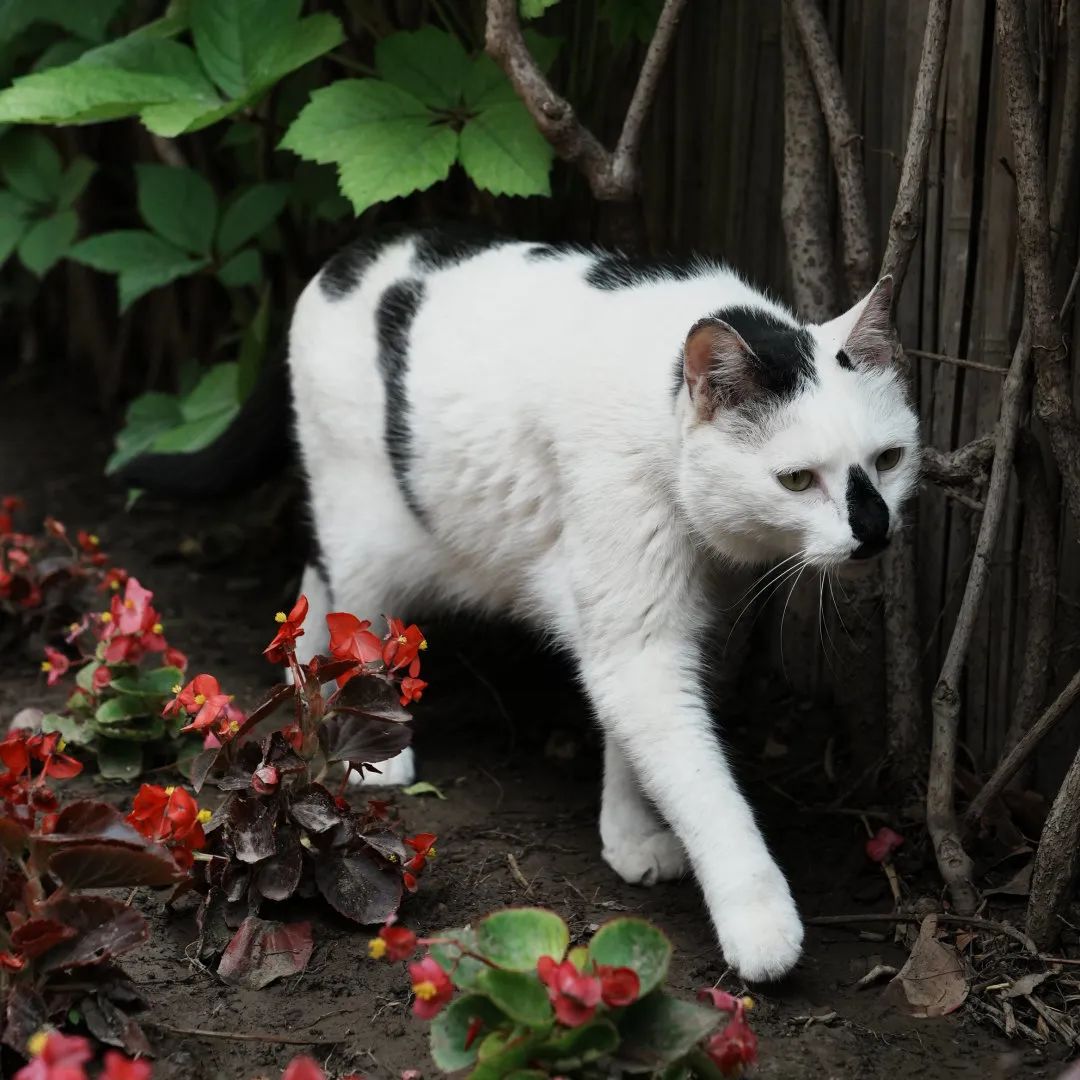 让小猫咪来治愈你,小猫咪可以治愈一切不开心的事情