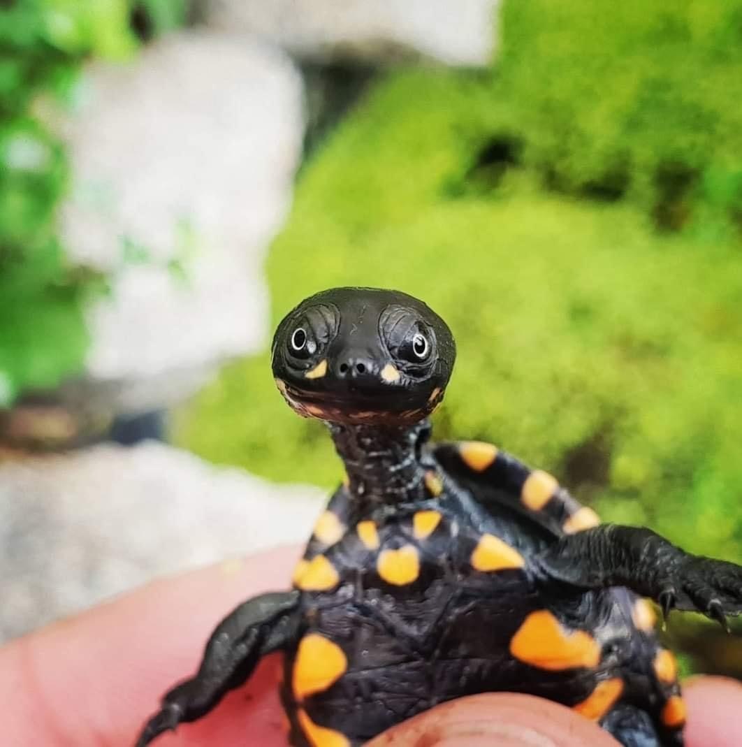 体型最大的乌龟有多大图片,背扁平的乌龟是什么龟