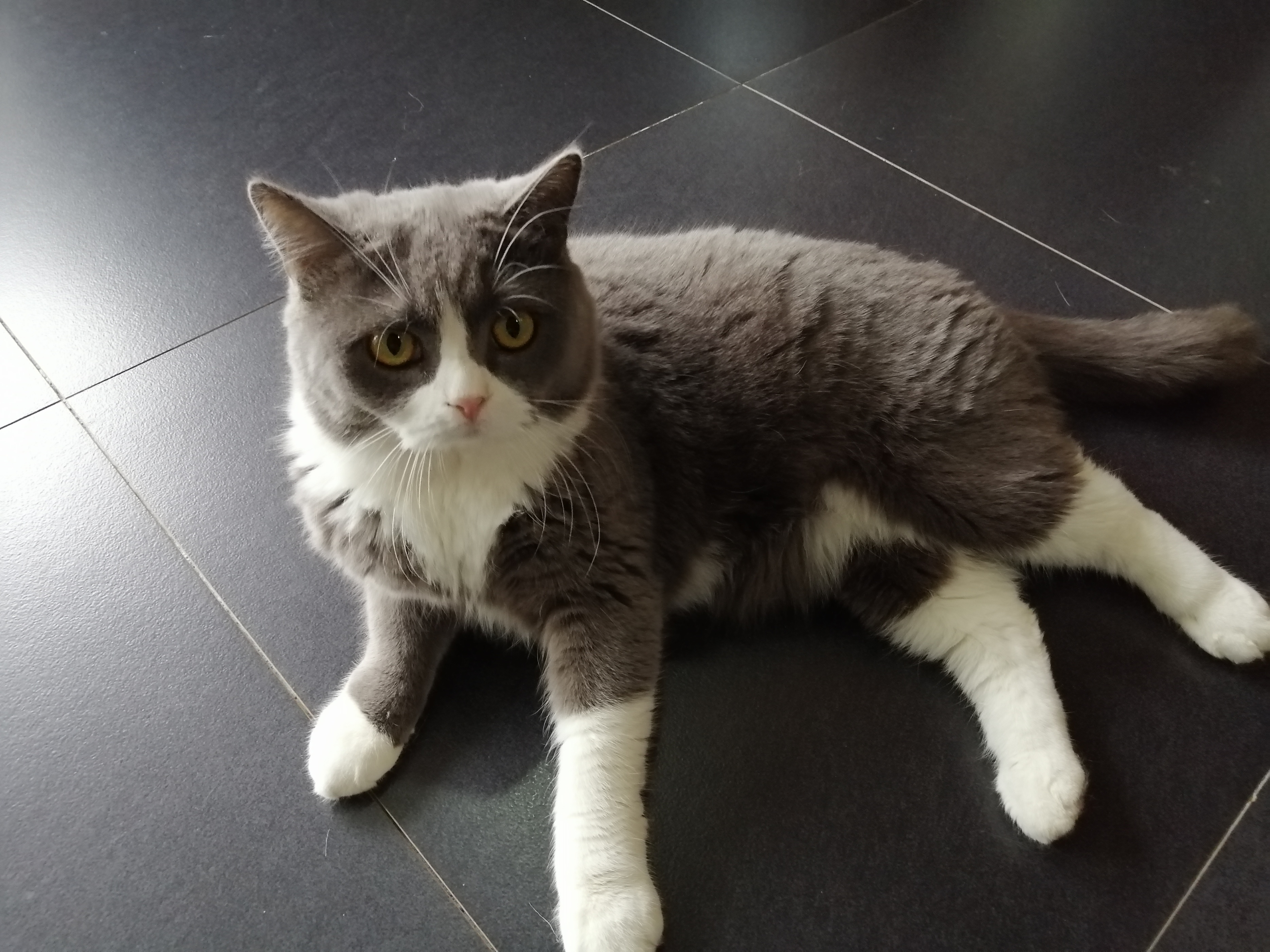 喜欢养猫却忍受不了掉毛,如果没时间照顾要养猫还是养狗