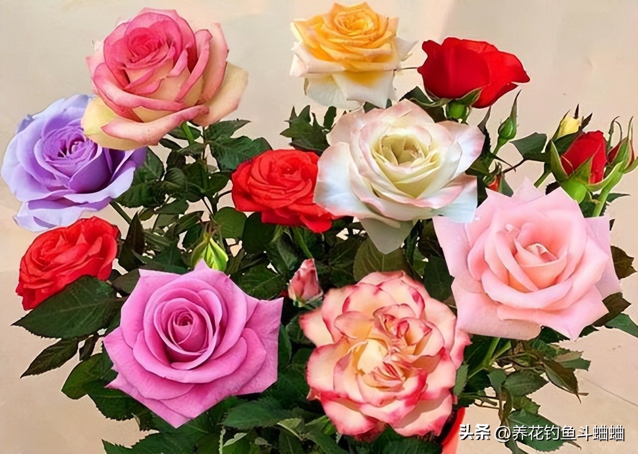 玫瑰一直不长,玫瑰花不开花什么原因