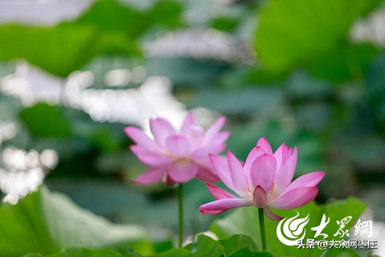 滕州滨湖荷花,滕州红荷湿地荷花开了吗