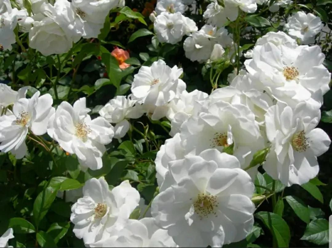 月季玫瑰蔷薇三姐妹的区别,月季蔷薇和玫瑰哪个更好看