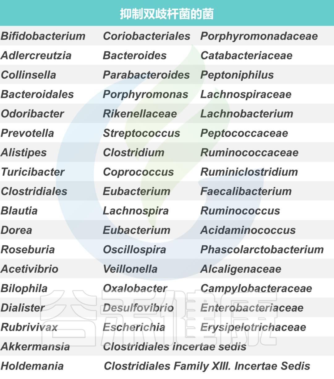 肠道双歧杆菌的功效及作用,双歧杆菌属于肠道的有益菌吗