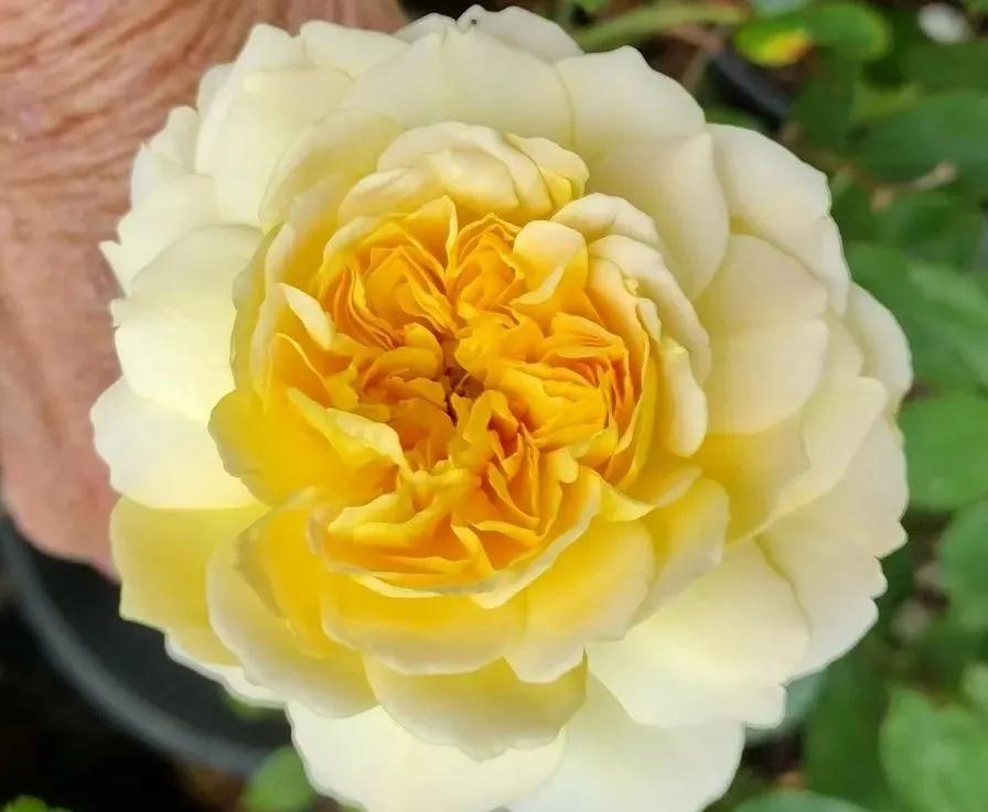 莫林爱尔兰奶油,莫林纽克斯在哪买