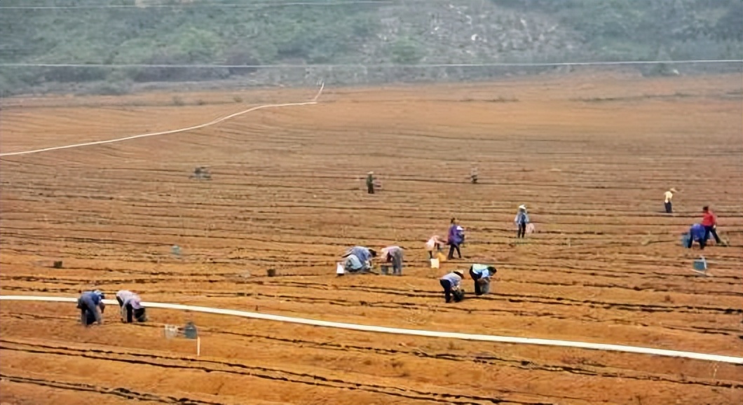 生态农业发展的现状及前景,生态农业发展的现状及前景例子