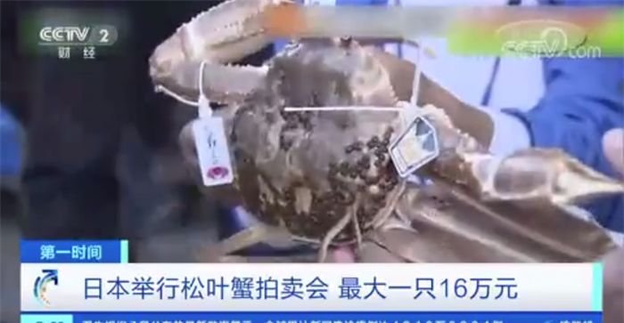 什么淡水蟹又大又好吃,厚礼蟹是螃蟹吗