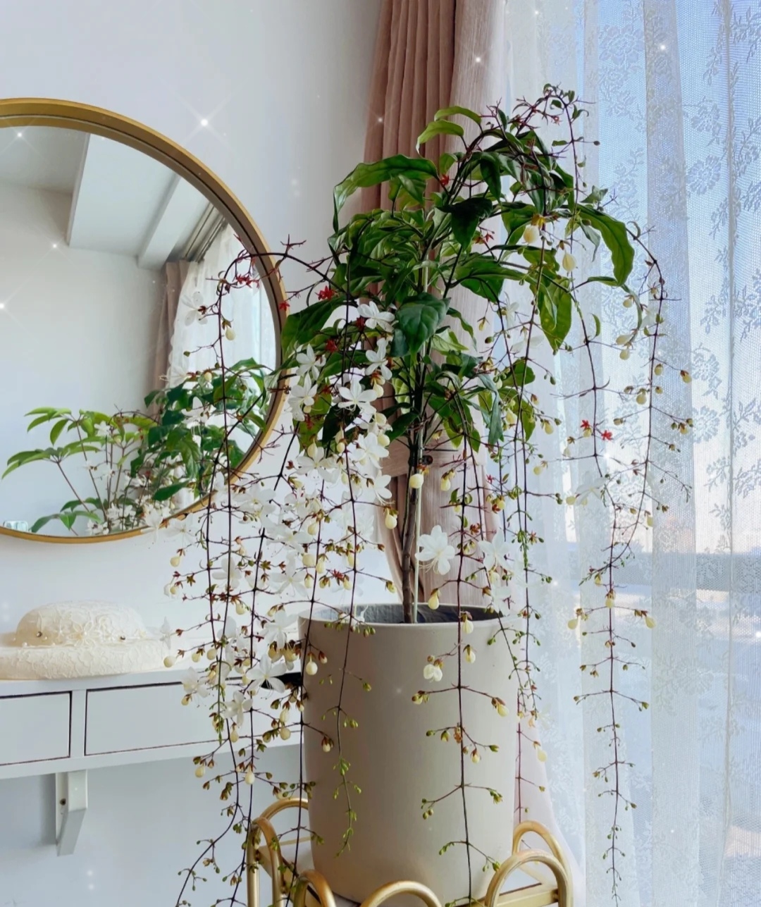 家庭客厅养什么花好看又旺财,客厅最吉祥的三种花