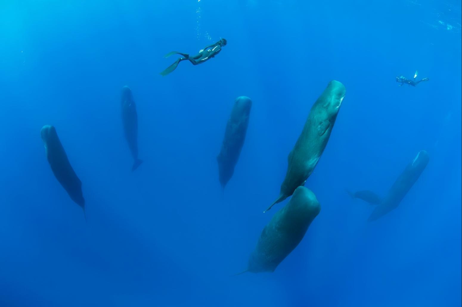 12张让人惊叹的动物的照片,眼界大开30张活久见的动物图