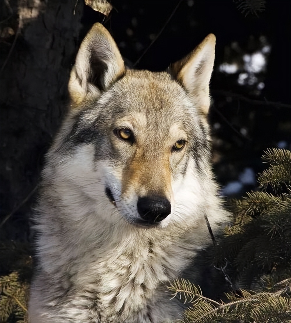 最像狼的狗捷克狼犬,捷克狼犬到底有多帅