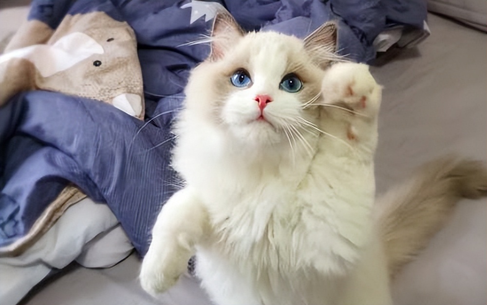 金渐层和布偶猫哪个好,布偶猫和金渐层杂交出来的猫